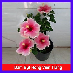 Cây Hoa Dâm Bụt Hồng Viền Trắng - cây cảnh đẹp + tặng phân bón cho cây