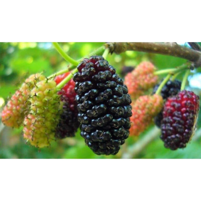 Rễ Dâu Tằm (tang bạch bì) Khô 01KG sp0