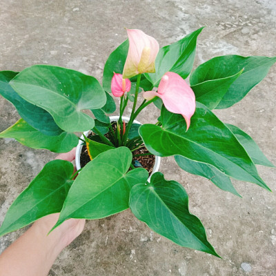 Cây hồng môn 2 màu