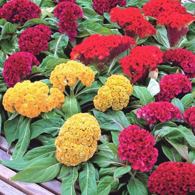 Hạt giống Hoa Mồng Gà - Hoa Mào Gà Búa Mix