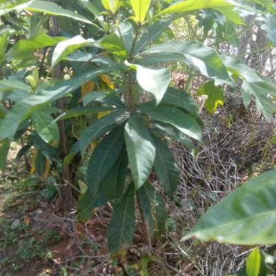 Cây lộc vừng hoa to màu trắng hồng