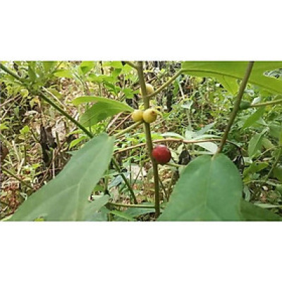 01kg Cây Vú Bò Khô Nhà Làm 981SP