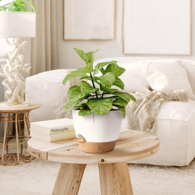 Chậu trồng cây tự tưới thông minh MONROVIA cho cây trong nhà hoặc ngoài trời, decor, văn phòng