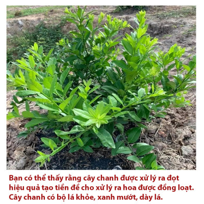 Phân bón Vua Đâm Chồi, giúp cây bật chồi mạnh, nảy chồi ra lá mạnh mẽ, chống nghẽn đầu lân, phân bón Vua Bật Chồi gói 100gr