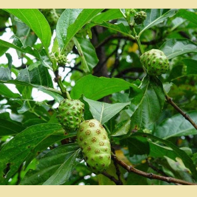 Đặc Sản Kon Tum - Quả nhàu khô tăng cường sức khỏe - Bịch 1kg - OCOP 3 Sao