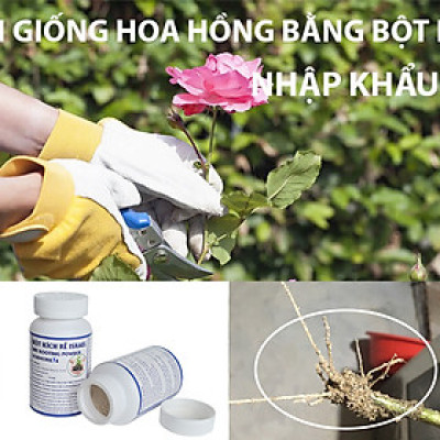 Tự Giâm Chiết Hoa Hồng tại nhà bằng Bột Kích rễ có trị nấm bệnh nhập khẩu Israel ( Hủ 100gr) dành cho cây thân gỗ hiệu quả và sát khuẩn vết cắt