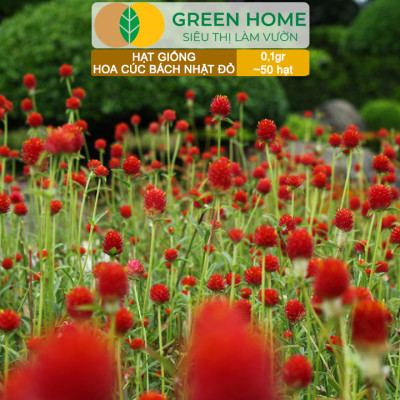 Hạt Giống Hoa Cúc Bách Nhật Đỏ GreenHome, Gói 0,1g~50 hạt, Dễ Trồng Quanh Năm, Ra Hoa Liên Tục H16