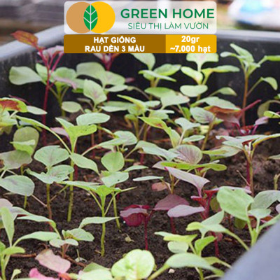 Hạt Giống Rau Dền 3 Màu Greenhome, Gói 20g~7000 hạt, Dễ Trồng Quanh Năm, Nảy Mầm Cao, Thu Hoạch Nhanh, Năng Suất Cao R15