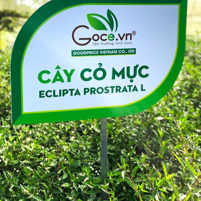 Cỏ mực khô (Cỏ nhọ nồi) Goce - 100g