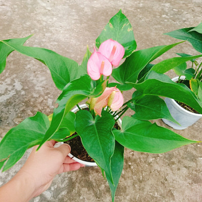 Cây hồng môn 2 màu