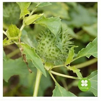 Cà độc dược khô 1kg(thân, lá)