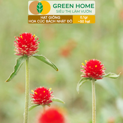 Hạt Giống Hoa Cúc Bách Nhật Đỏ GreenHome, Gói 0,1g~50 hạt, Dễ Trồng Quanh Năm, Ra Hoa Liên Tục H16