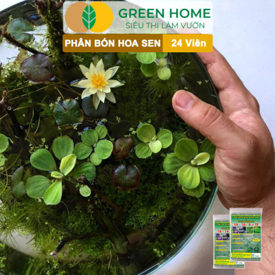 5 Vỉ Phân Bón Hoa Sen GreenHome, Vỉ 24 Viên, Cây Thuỷ Sinh, Ngập Nước, Cho Hoa To, Đậm Màu, Lâu Tàn