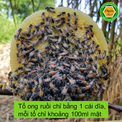 Mật ong ruồi - 500ml, Mật ong tự nhiên quý hiếm, không thể nuôi
