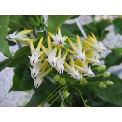 Cây Tên Lửa - Cây cảnh vườn + Tặng phân bón cho cây mau lớn