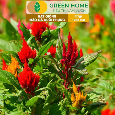 Hạt Giống Hoa Mào Gà Đuôi Phụng Nhiều Màu GreenHome, Gói 0,1g~200 hạt, Dễ Trồng Quanh Năm H18