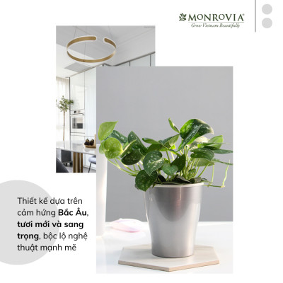 Chậu tự tưới để bàn W09 MONROVIA dành cho hoa, cây cảnh, decor, trang trí bàn làm việc, văn phòng
