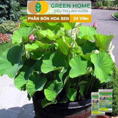 5 Vỉ Phân Bón Hoa Sen GreenHome, Vỉ 24 Viên, Cây Thuỷ Sinh, Ngập Nước, Cho Hoa To, Đậm Màu, Lâu Tàn