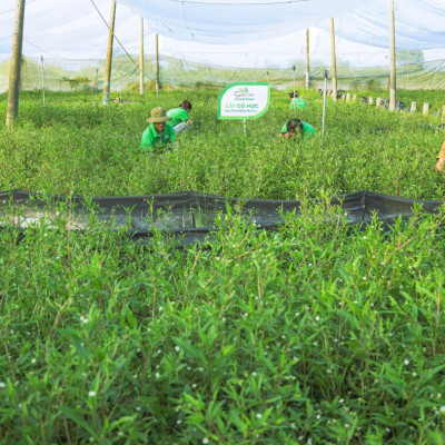 Cỏ mực khô (Cỏ nhọ nồi) Goce - 100g