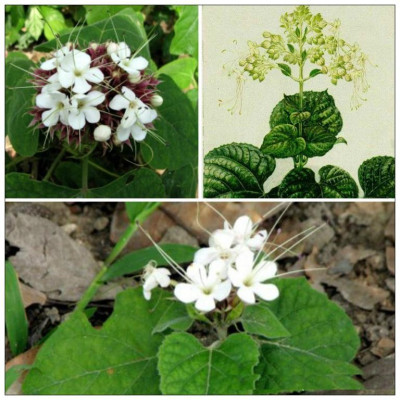 1kg cây hoa bạch đồng nữ( hoa mò trắng) khô sạch - hàng nhà làm, thu hái tự nhiên