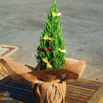 Cây sơn tùng trang trí noel cao 40-50 cm (ảnh thật số 2)