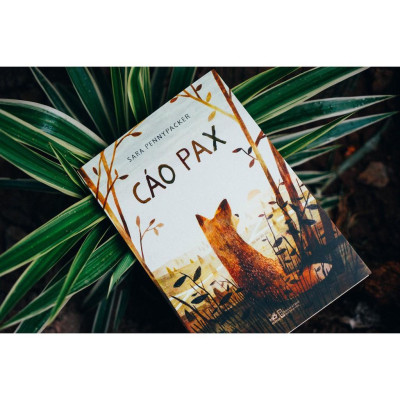 Cáo Pax - Bản Quyền