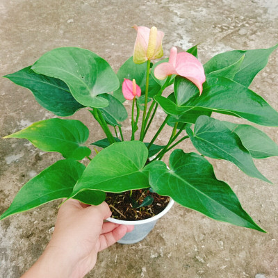 Cây hồng môn 2 màu