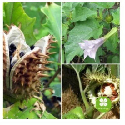 Cà độc dược khô 1kg(thân, lá)