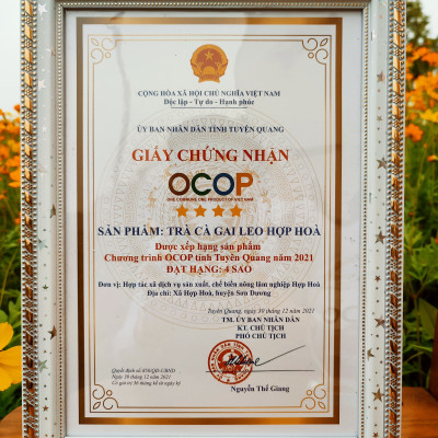 Trà Cà Gai Leo Hợp Hòa - Cà gai leo + Xạ đen + Cỏ Ngọt - 50 túi lọc - OCOP 4 Sao - Giải độc mát gan, ngăn ngừa ung thư
