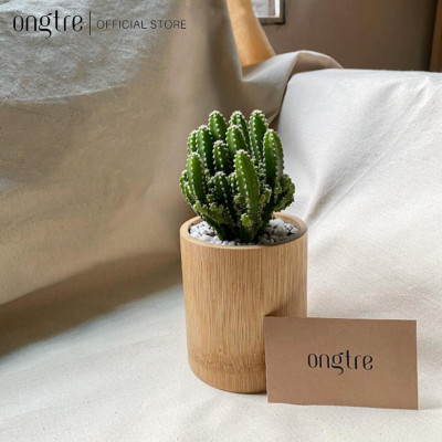 Ống tre trồng cây mini dạng treo, trang trí,... | ongtre (Vietnam)