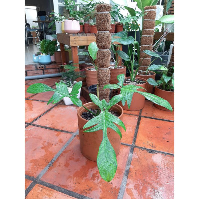 Cây trầu bà cánh én - cây cảnh để bàn + tặng phân bón cho cây