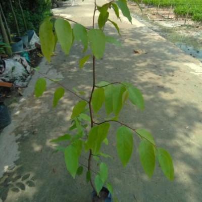 Cây sao đen