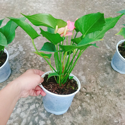 Cây hồng môn 2 màu