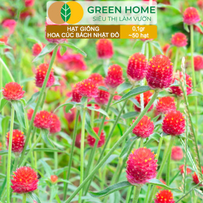 Hạt Giống Hoa Cúc Bách Nhật Đỏ GreenHome, Gói 0,1g~50 hạt, Dễ Trồng Quanh Năm, Ra Hoa Liên Tục H16