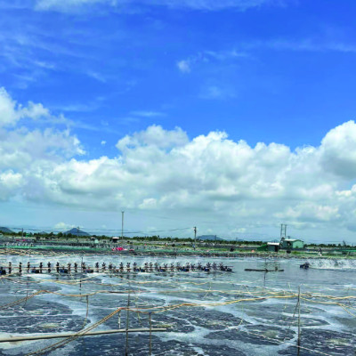 Khống chế nấm đồng tiền ao tôm WORK COP Plus