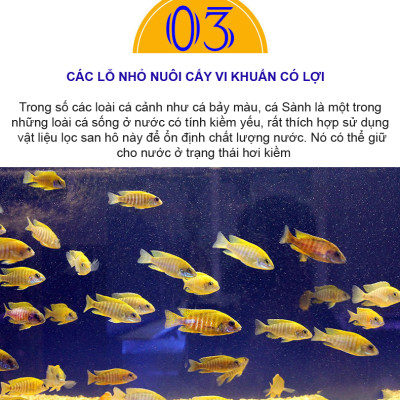 2KG San Hô Vụn vật liệu lọc hồ cá, trang trí bể cá, hồ thủy sinh cao cấp