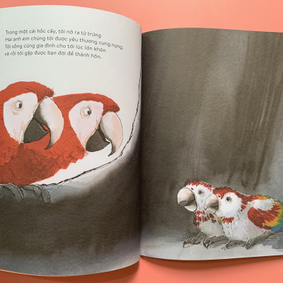 [Sách Kim Đồng – minh hoạ màu] VẸT ĐUÔI DÀI ĐÃ TRÔNG THẤY GÌ – Charlotte Guillain - Sam Usher - Hà Hương Giang dịch