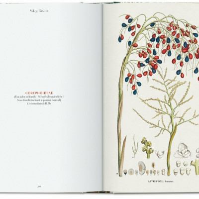 Artbook - Sách Tiếng Anh - Martius. The Book of Palms. 40th Ed.