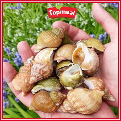 HCM - Ốc Bulot (500g) - Thích hợp với các món nướng mắm tiêu, nướng mọi, hấp sả, rang muối,... - [Giao nhanh TPHCM]