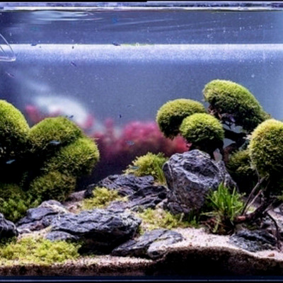 5KG Đá Kẹp Kem Thủy Sinh ( Size 4-25cm) | Trang Trí Bể Cá, Non Bộ May Mắn