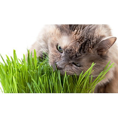 Hạt giống cỏ lúa mì hỗ trợ tiêu hóa - tiêu búi lông cho mèo túi 50g