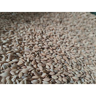 hạt Lúa Nhật (Thóc Nhật) làm thúc ăn đầy dinh dưỡng cho chim, vẹt