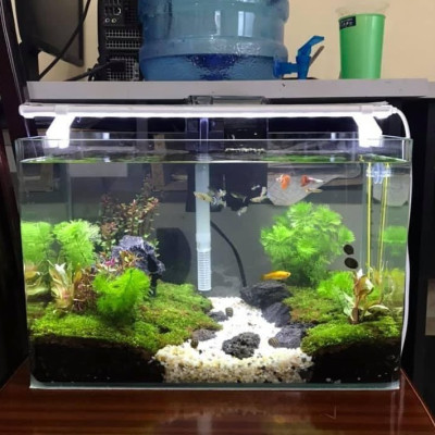 Máy lọc nước bể cá Vipsun Fish AP  303H - 5W 300l/h- Lọc thác, có lọc váng, hoạt động êm ái, Dùng cho hồ 40cm trở xuống.