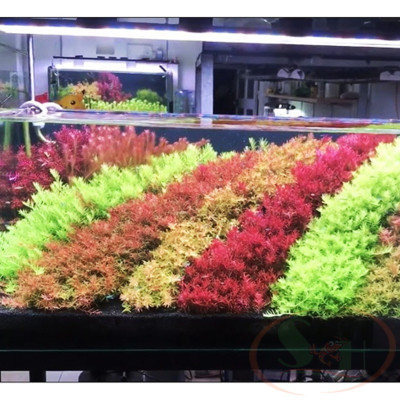 Phân nước PTV Macros NPK bổ sung đa lượng kali phospho nitơ bể cây thủy sinh