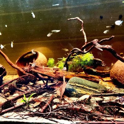 Túi nguyên liệu lá quả khô tự nhiên trang trí bể cá tép biotop bán cạn