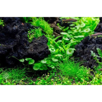 3KG Đá nham thạch cho bể cá cao cấp, vật liệu lọc nước hồ thủy sinh, trang trí bể cá cảnh, trồng lan