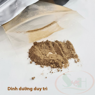 Bộ mầm kích tảo xanh nuôi cá tép đánh tường rêu xanh bể cá tép sula cảnh