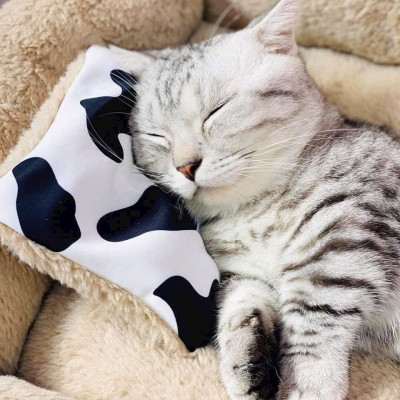 NỆM BÒ SỮA TRÒN SIÊU ÊM MỀM MỊN DƯỚI 6KG DÀNH CHO THÚ CƯNG CHÓ MÈO