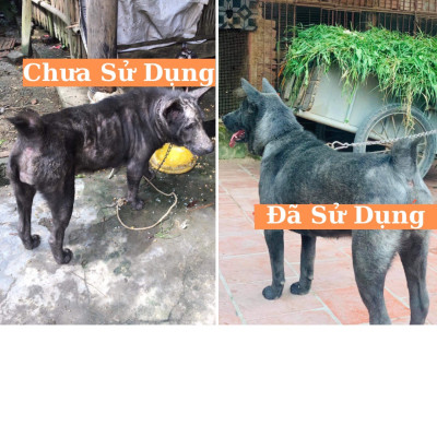 COMBO Viên ETO MODEX Sạch Ve, Ghẻ, Và Chai Xịt Nấm Ghẻ Nặng Thảo Dược Cho Chó Mèo, An Toàn Cho Thú Cưng