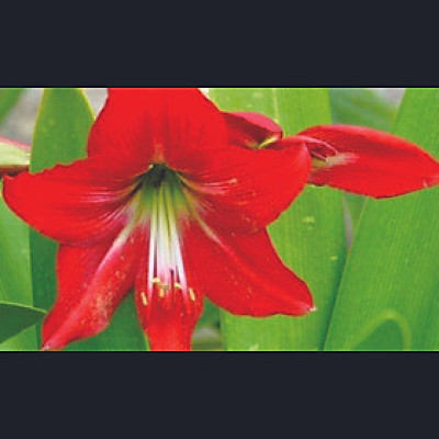 COMBO 5 CỦ HOA LAN HUỆ